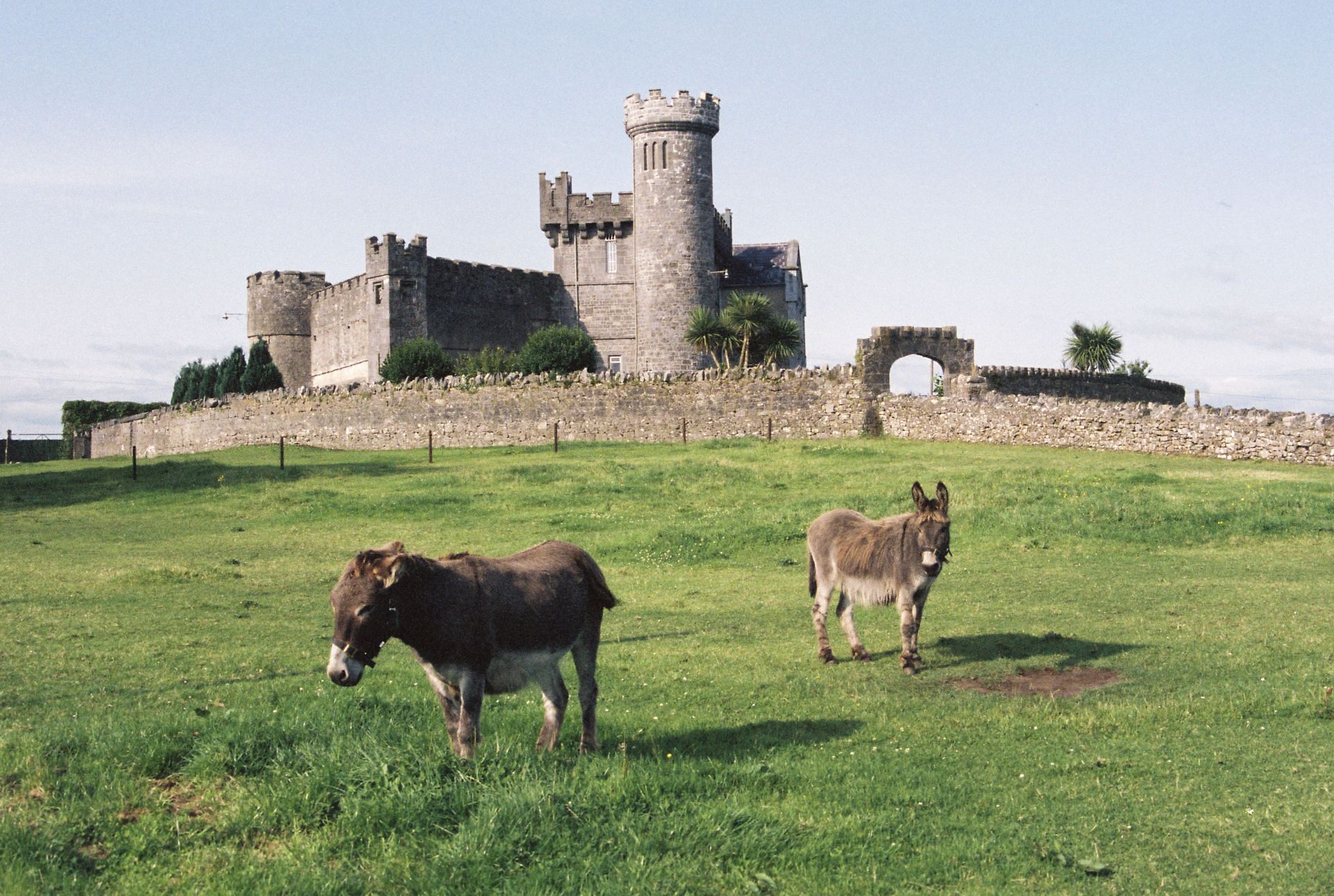 Donkeys in Ireland... - Source: Getty